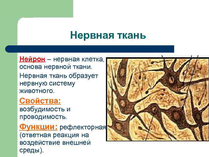 Нервная ткань Нейрон – нервная клетка, основа нервной ткани. Нервная ткань образует нервную систему