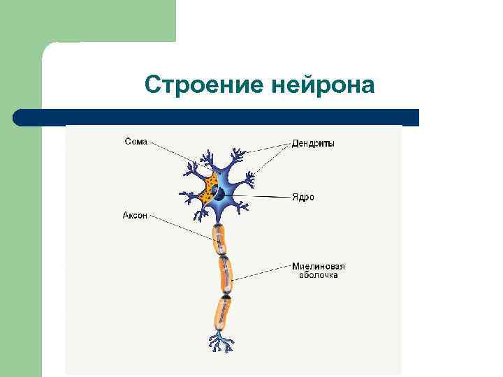 Строение нейрона 