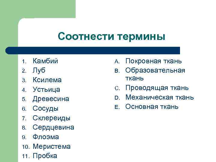 Соотнести термины 1. 2. 3. 4. 5. 6. 7. 8. 9. 10. 11. Камбий