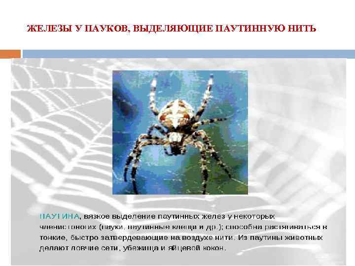 ЖЕЛЕЗЫ У ПАУКОВ, ВЫДЕЛЯЮЩИЕ ПАУТИННУЮ НИТЬ 