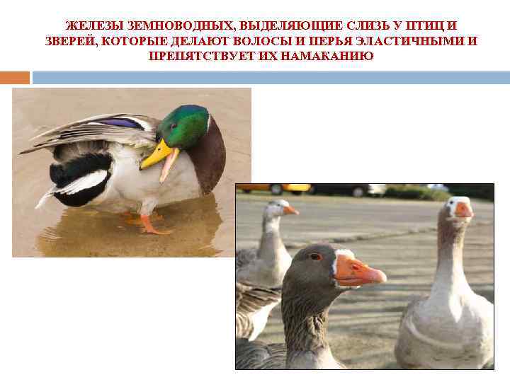 ЖЕЛЕЗЫ ЗЕМНОВОДНЫХ, ВЫДЕЛЯЮЩИЕ СЛИЗЬ У ПТИЦ И ЗВЕРЕЙ, КОТОРЫЕ ДЕЛАЮТ ВОЛОСЫ И ПЕРЬЯ ЭЛАСТИЧНЫМИ