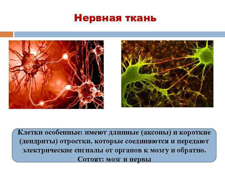 Нервная ткань Клетки особенные: имеют длинные (аксоны) и короткие (дендриты) отростки, которые соединяются и