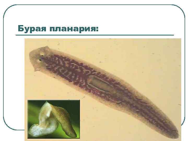 Бурая планария: 