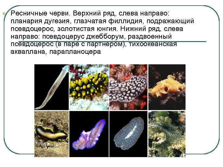 l Ресничные черви. Верхний ряд, слева направо: планария дугезия, глазчатая филлидия, подражающий псевдоцерос, золотистая