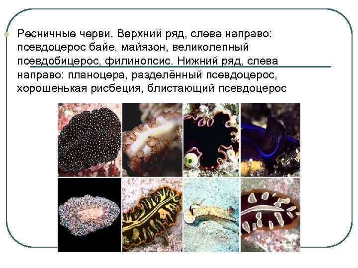 l Ресничные черви. Верхний ряд, слева направо: псевдоцерос байе, майязон, великолепный псевдобицерос, филинопсис. Нижний