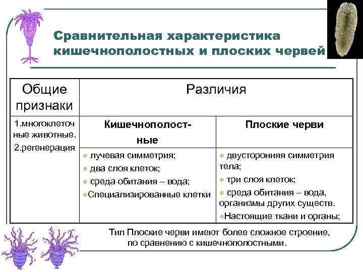 Сравнительная характеристика кишечнополостных и плоских червей Общие признаки 1. многоклеточ ные животные. 2. регенерация