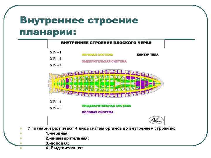 Внутреннее строение планарии: l l l У планарии различают 4 вида систем органов во