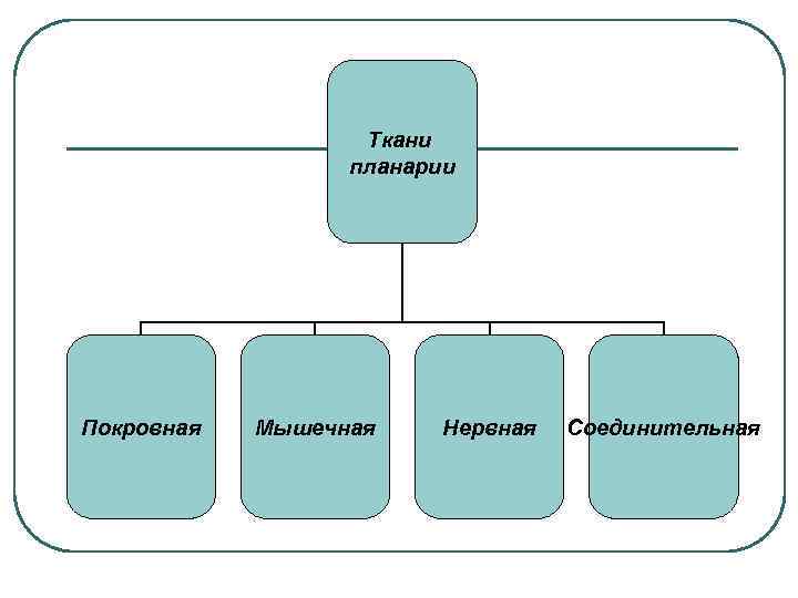 Ткани планарии Покровная Мышечная Нервная Соединительная 