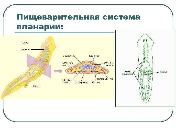 Пищеварительная система планарии: 