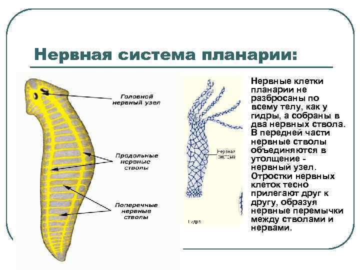 Нервная система планарии: l Нервные клетки планарии не разбросаны по всему телу, как у