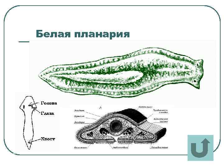 Белая планария 