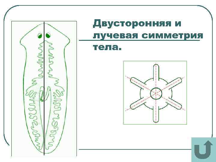 Двусторонняя и лучевая симметрия тела. 
