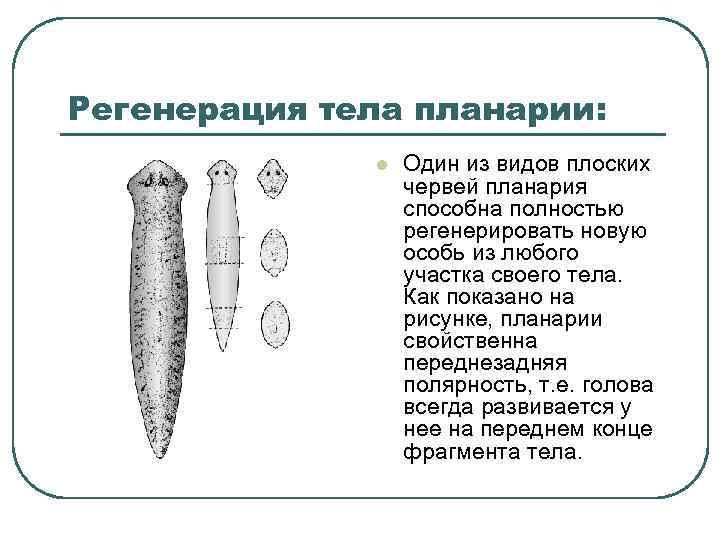 Регенерация тела планарии: l Один из видов плоских червей планария способна полностью регенерировать новую