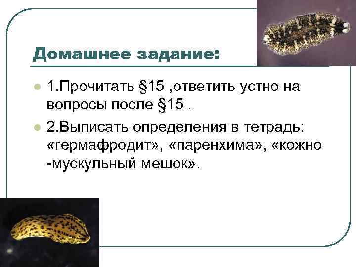 Домашнее задание: l l 1. Прочитать § 15 , ответить устно на вопросы после