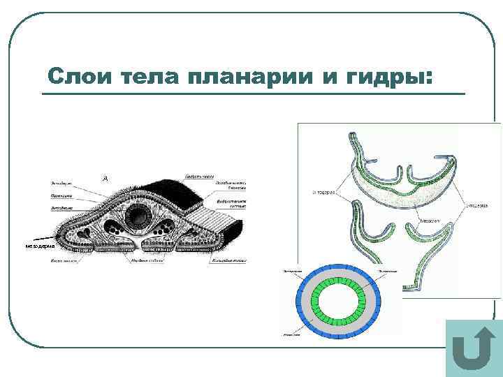 Слои тела планарии и гидры: мезодерма 