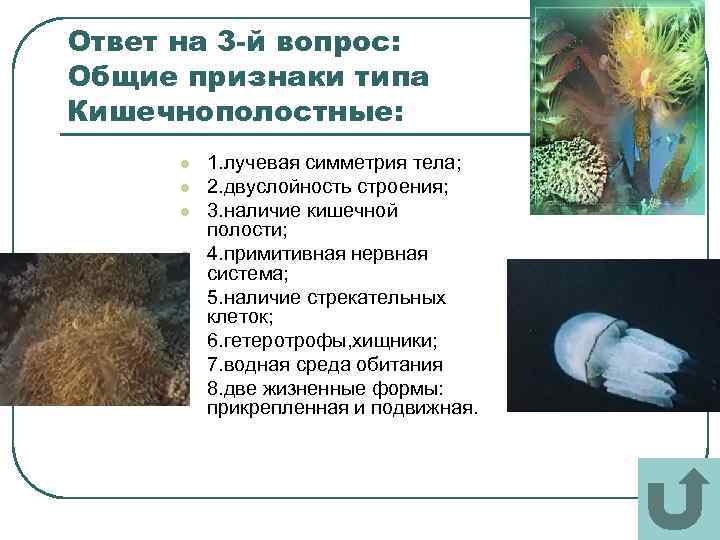 Ответ на 3 -й вопрос: Общие признаки типа Кишечнополостные: l l l l 1.