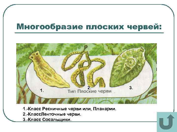Многообразие плоских червей: 1. 2. 1. -Класс Ресничные черви или, Планарии. 2. -Класс. Ленточные