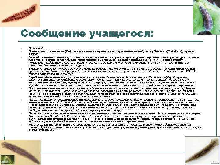 Сообщение учащегося: l l l l l Планарии* Планарии — плоские черви (Platodes), которые