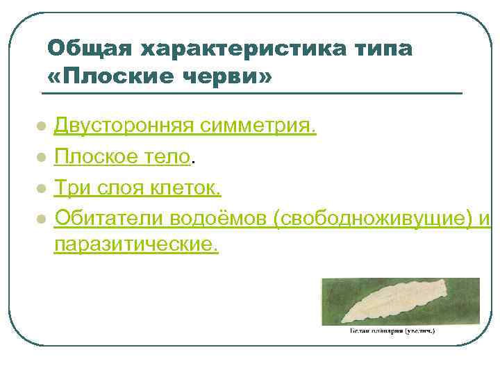 Общая характеристика типа «Плоские черви» l l Двусторонняя симметрия. Плоское тело. Три слоя клеток.
