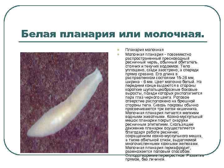 Белая планария или молочная. l l Планария молочная Молочная планария - повсеместно распространенный пресноводный