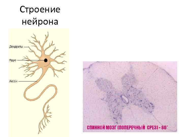 Строение нейрона 