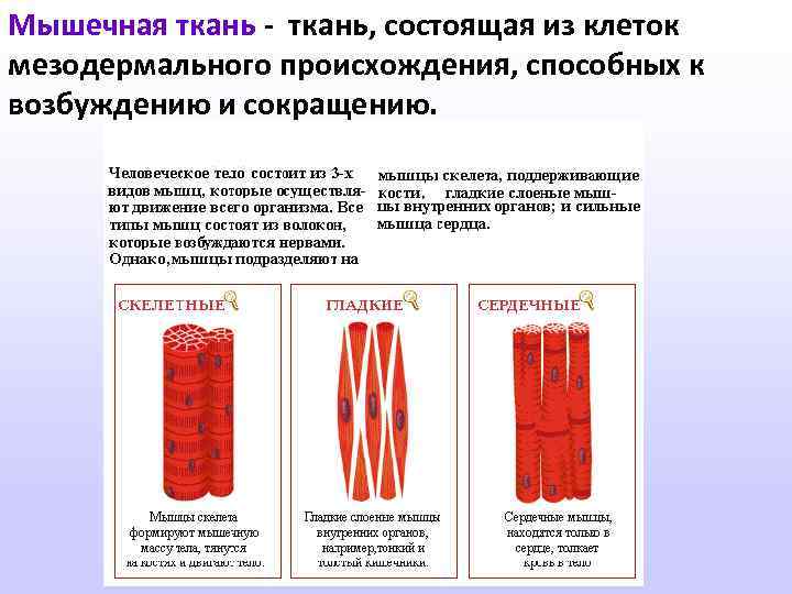 Мышечная ткань - ткань, состоящая из клеток мезодермального происхождения, способных к возбуждению и сокращению.