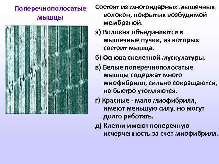 Поперечнополосатые мышцы Состоят из многоядерных мышечных волокон, покрытых возбудимой мембраной. а) Волокна объединяются в