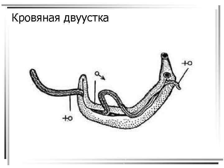 Кровяная двуустка 