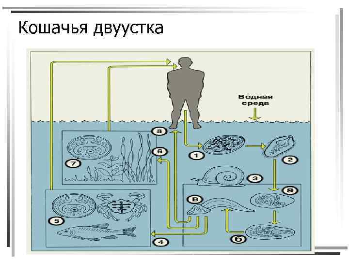 Кошачья двуустка 