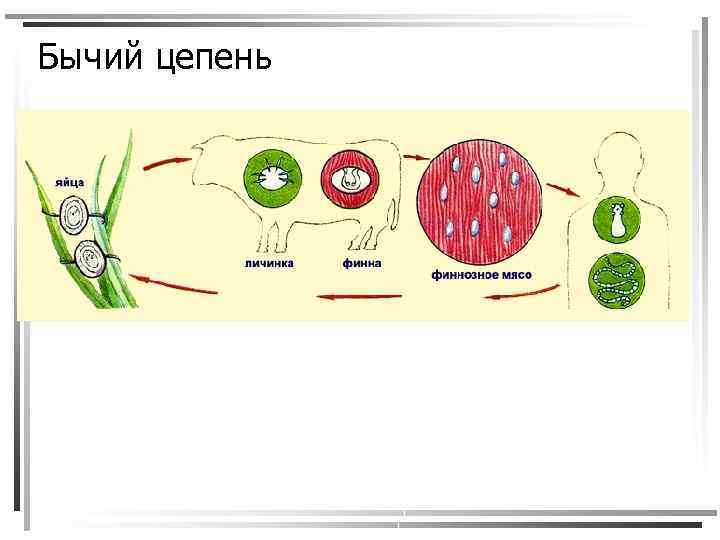 Бычий цепень 