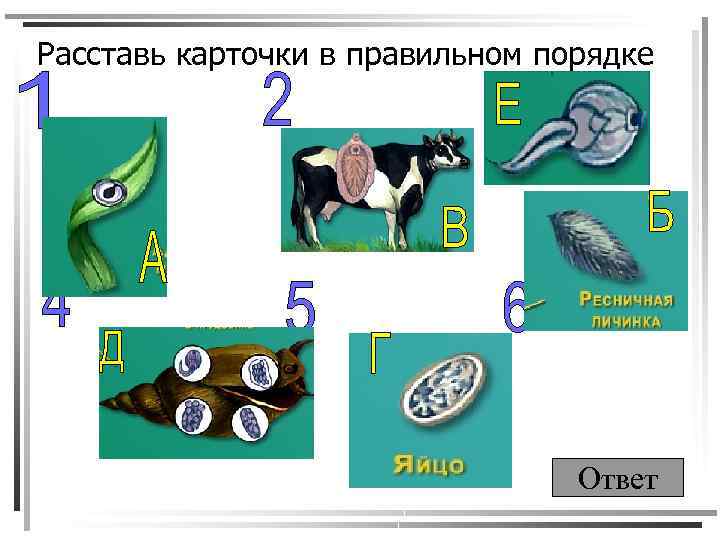 Расставь карточки в правильном порядке Ответ 