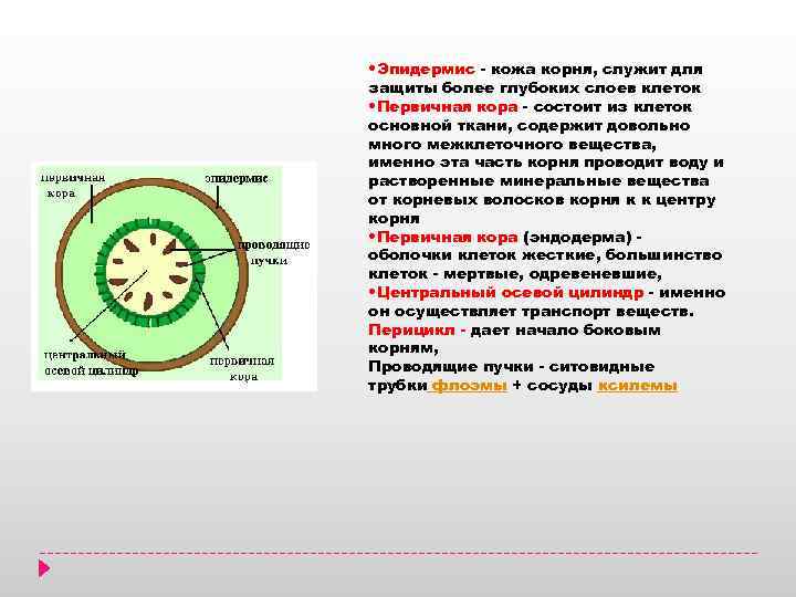  • Эпидермис - кожа корня, служит для защиты более глубоких слоев клеток •