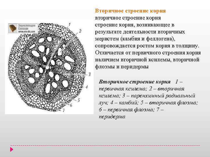 Схема стебля тыквы