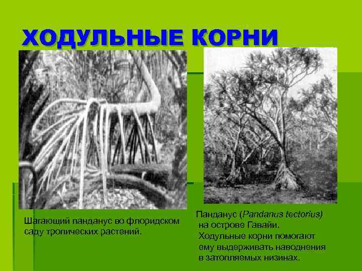 ХОДУЛЬНЫЕ КОРНИ Шагающий панданус во флоридском саду тропических растений. Панданус (Pandanus tectorius) на острове