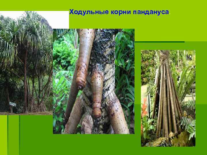 Ходульные корни пандануса. 