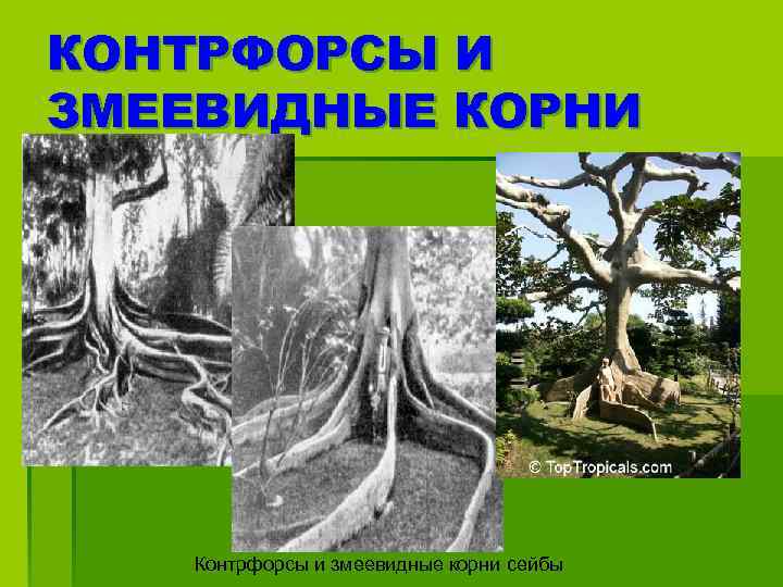 КОНТРФОРСЫ И ЗМЕЕВИДНЫЕ КОРНИ Контрфорсы и змеевидные корни сейбы 