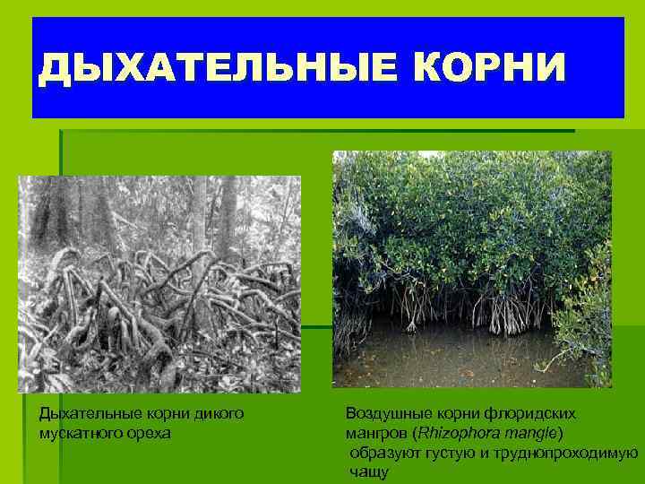 ДЫХАТЕЛЬНЫЕ КОРНИ Дыхательные корни дикого мускатного ореха Воздушные корни флоридских мангров (Rhizophora mangle) образуют
