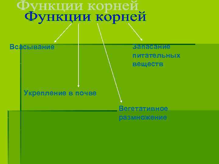 Всасывание Запасание питательных веществ Укрепление в почве Вегетативное размножение 