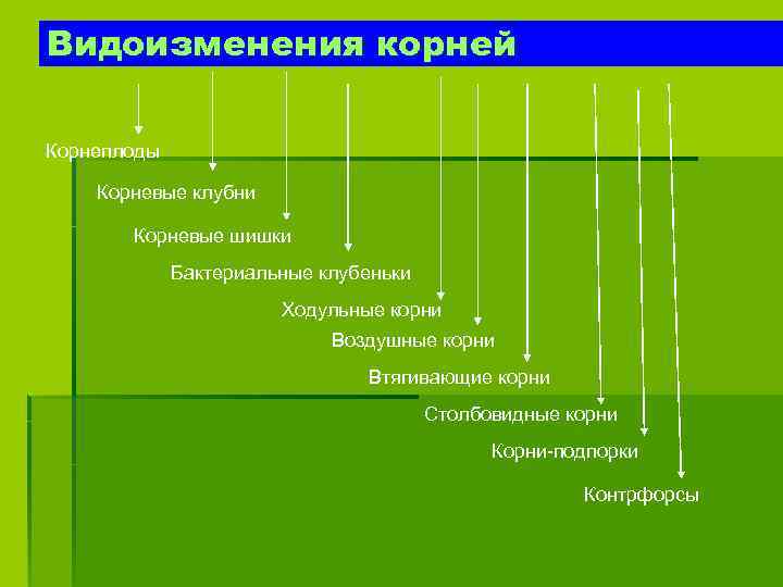 Видоизменения корней Корнеплоды Корневые клубни Корневые шишки Бактериальные клубеньки Ходульные корни Воздушные корни Втягивающие