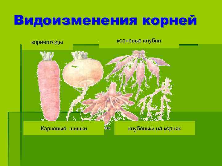 Видоизменения корней корнеплоды Корневые шишки корневые клубни клубеньки на корнях 