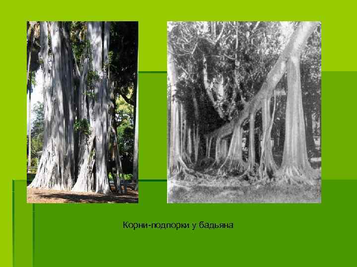 Корни-подпорки у бадьяна 