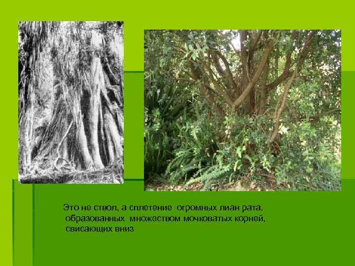 Это не ствол, а сплетение огромных лиан рата, образованных множеством мочковатых корней, свисающих вниз