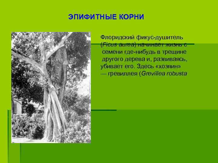 ЭПИФИТНЫЕ КОРНИ Флоридский фикус-душитель (Ficus aurea) начинает жизнь с семени где-нибудь в трещине другого