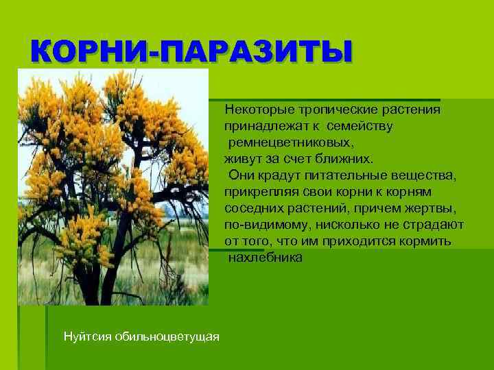КОРНИ-ПАРАЗИТЫ Некоторые тропические растения принадлежат к семейству ремнецветниковых, живут за счет ближних. Они крадут