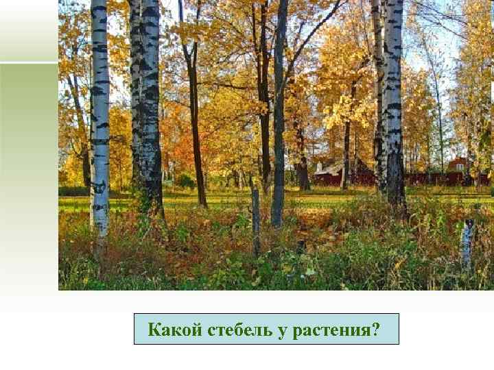 Какой стебель у растения? 