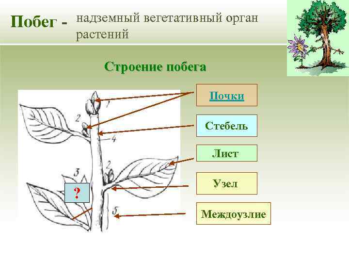 Побег - надземный вегетативный орган растений Строение побега Почки Стебель Лист ? Узел Междоузлие