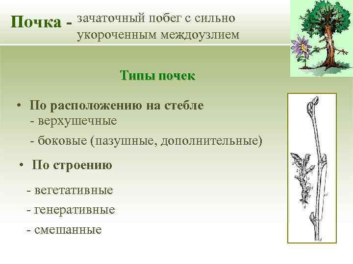 Почка - зачаточный побег с сильно укороченным междоузлием Типы почек • По расположению на