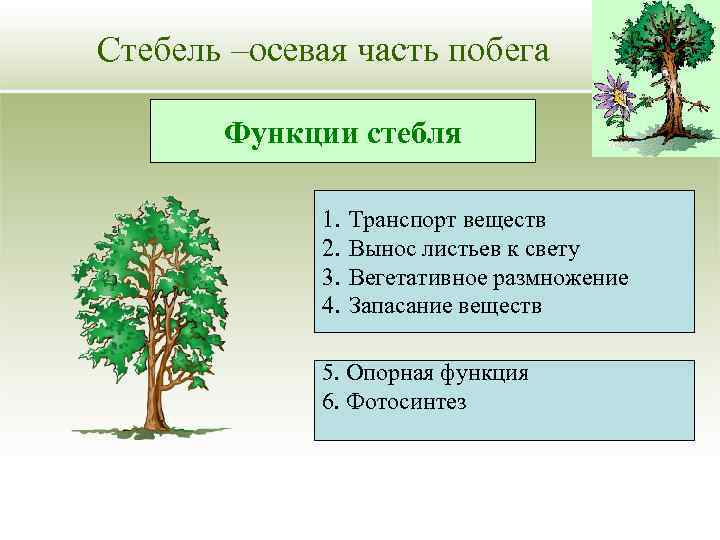 Стебель –осевая часть побега Функции стебля 1. 2. 3. 4. Транспорт веществ Вынос листьев