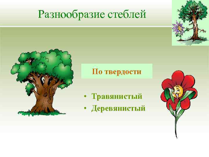 Разнообразие стеблей По твердости • Травянистый • Деревянистый 