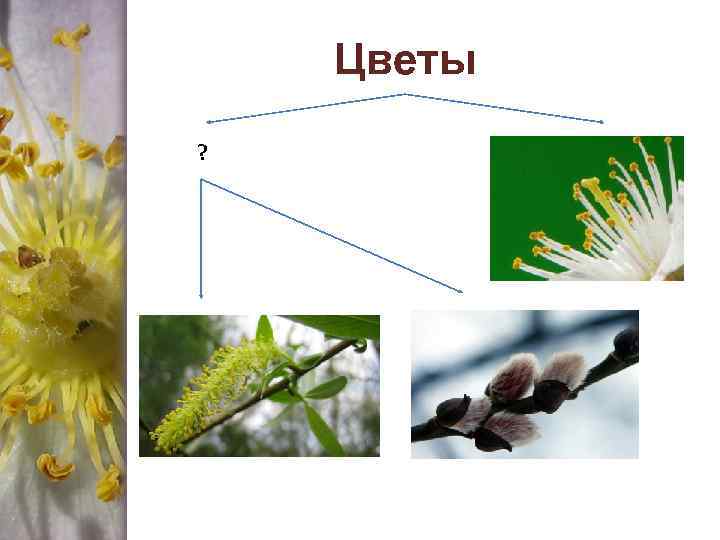 Цветы ? 